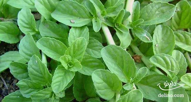 سبزی قرمه شمالی
