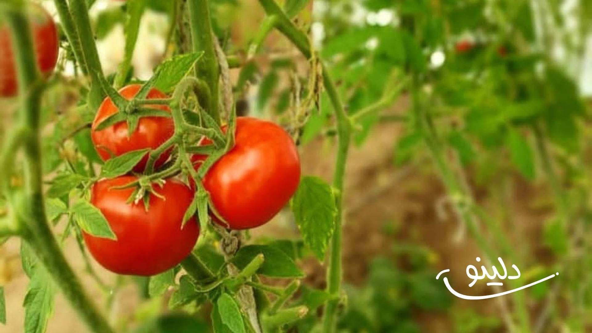 مزرعه ارگانیک هورسان